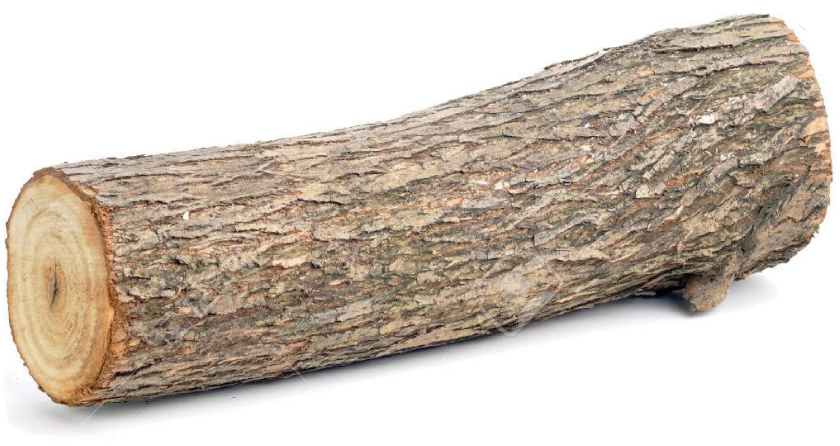tronco madera